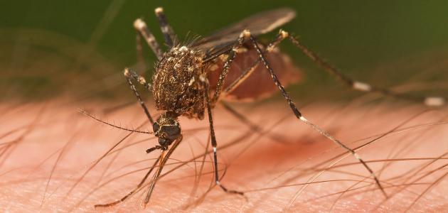 الصين تعلن القضاء على مرض الملاريا